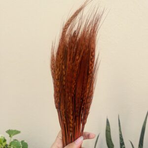 BROWN WHEAT BLOOM- PACK OF 50PCS