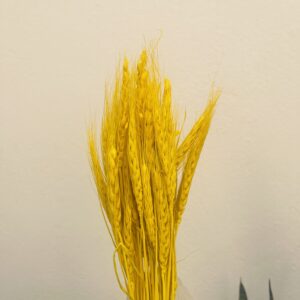 YELLOW WHEAT BLOOM- PACK OF 50PCS
