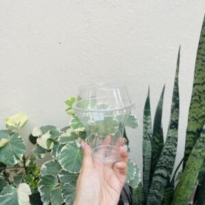 200ML MOUSSE CUP WITH LID- PACK OF 10PCS