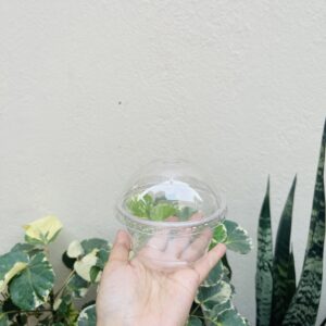 125ML MOUSSE CUP WITH LID- PACK OF 10PCS