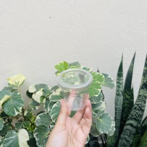 MOUSSE CUP WITH LID- PACK OF 10PCS