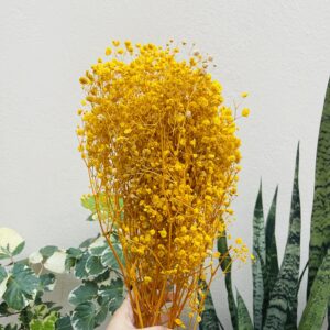 DRIED GYPSY- Full bunch