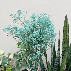 DRIED GYPSY- Full bunch