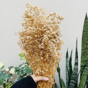 DRIED GYPSY- Full bunch