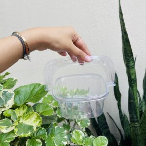TRANSPARENT BENTO TUB WITH HANDLE (4/4/2”)- pack of 10pcs