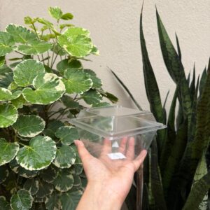 SQUARE DESSERT TUB WITH LID - PACK OF 10 PCS
